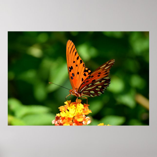 Poster Borboleta da Fraternidade do Golfo (Frente)