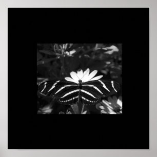 Poster Borboleta da zebra de B&W no preto