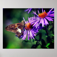 Borboleta-Dama Pintada na Flor-Dama Selvagem