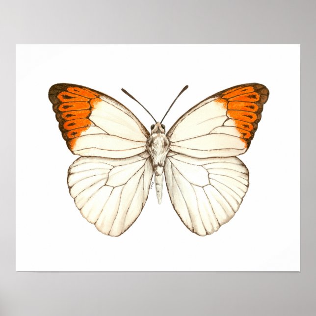 Poster Borboleta de aquarela, grande ponta laranja (Frente)