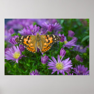 Poster Borboleta de Asa Angular em Flor de Cone