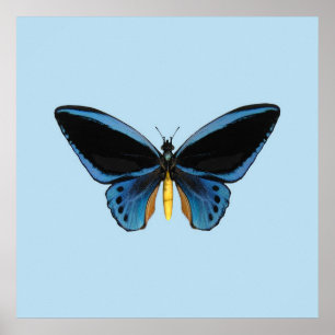 Pôster Borboleta de Birdwing