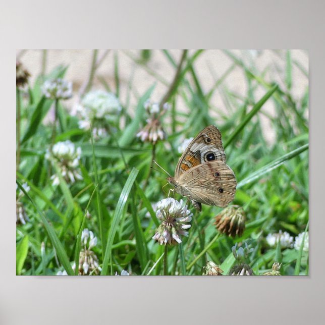 Poster Borboleta de Buckeye Comum (Frente)