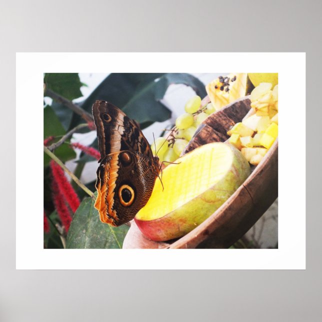 Pôster Borboleta de coruja (Frente)