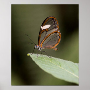 Pôster Borboleta de Glasswinged em uma folha