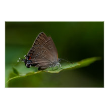 Borboleta de Hairstreak Banida