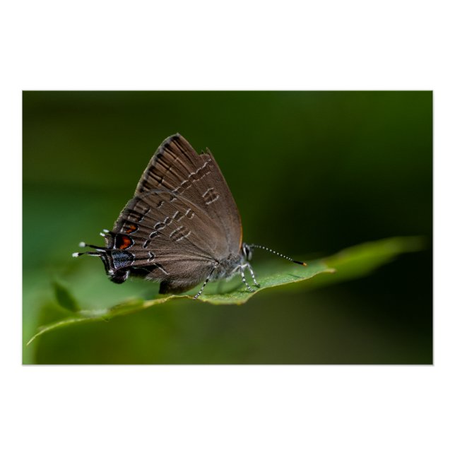 Pôster Borboleta de Hairstreak Banida (Frente)