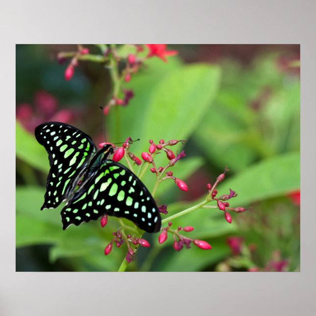 Pôster Borboleta-de-jay (Frente)