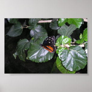 Poster Borboleta de monarca