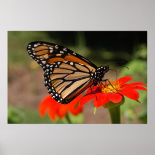 Poster Borboleta de monarca