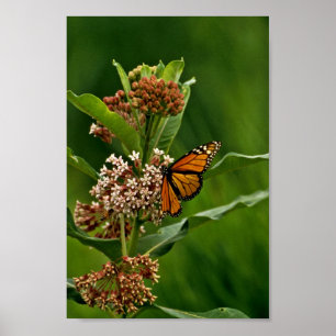 Poster Borboleta de monarca