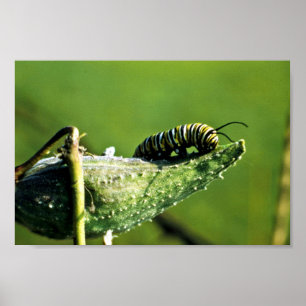 Poster Borboleta de monarca Caterpillar