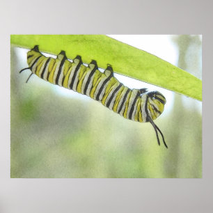 Pôster Borboleta de monarca Caterpillar que explora um