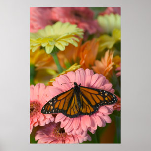 Poster Borboleta de monarca em um Danaus Plexippus de