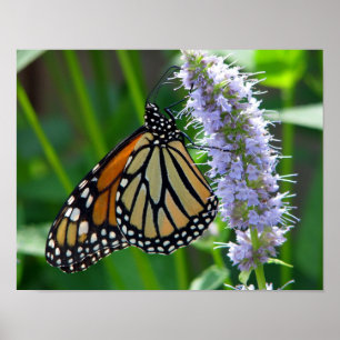 Poster Borboleta de monarca na flor