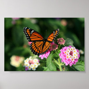 Pôster Borboleta de monarca na flor do Lantana