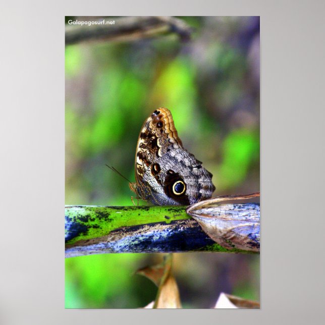 Pôster Borboleta de Olho de Ave (Frente)