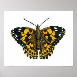 Pôster Borboleta-de-senhora pintada