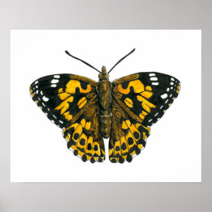 Pôster Borboleta-de-senhora pintada