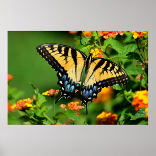 Poster Borboleta de Swallowtail do tigre