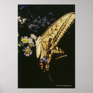 Poster Borboleta de Swallowtail na flor, fim acima