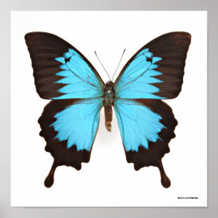 Poster Borboleta de Ulysses