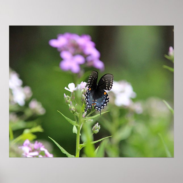 Poster Borboleta-do-mato-preto (Frente)