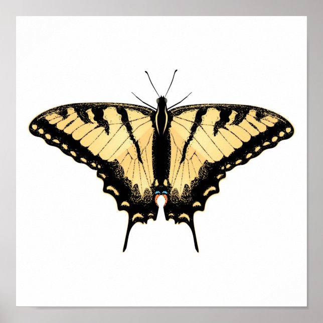 Poster Borboleta do Swallowtail de Tigre (Frente)