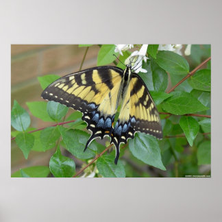 Poster Borboleta do Swallowtail do Tigre Oriental