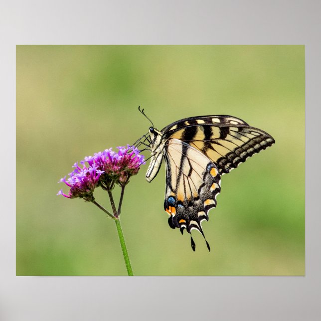 Poster Borboleta do Swallowtail do Tigre Oriental (Frente)
