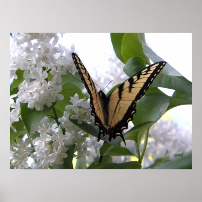Pôster Borboleta do Swallowtail do Tigre Oriental em Lila (Frente)