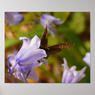 Pôster Borboleta e Bluebells
