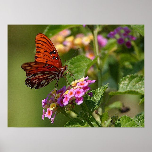 Pôster Borboleta e Lantana (Frente)
