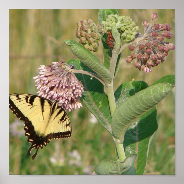 Poster Borboleta e Milkweed (Frente)