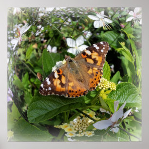 Pôster borboleta em círculo