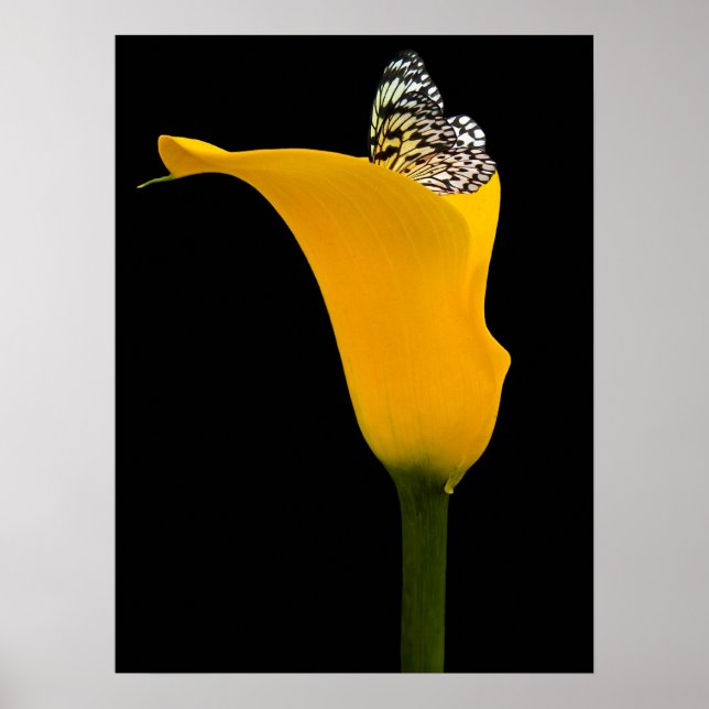 Poster borboleta em lírio amarelo sobre preto (Frente)
