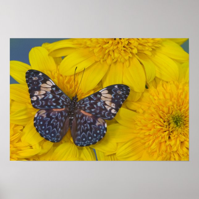 Pôster Borboleta em uma Flor Amarela (Frente)