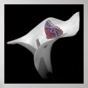 Poster Borboleta em White Lily