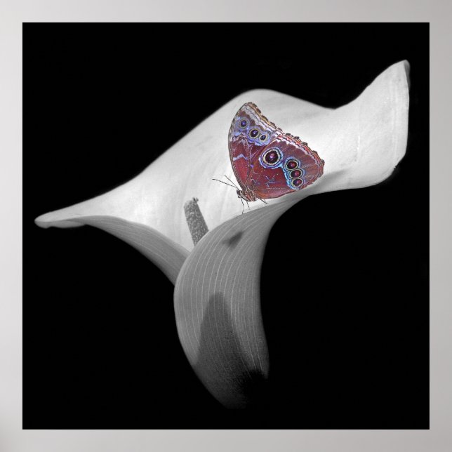 Poster Borboleta em White Lily (Frente)