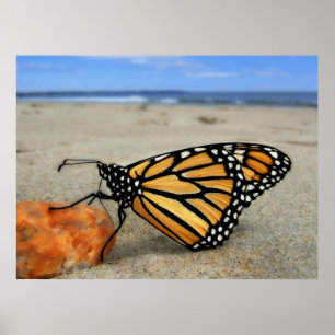 Pôster Borboleta encalhada por TDGallery