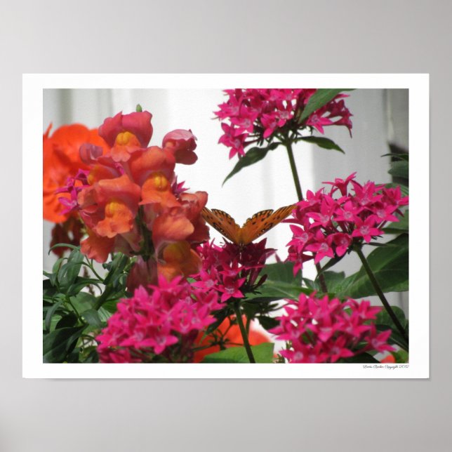 Poster Borboleta Entre Flores Rosa e Laranja (Frente)