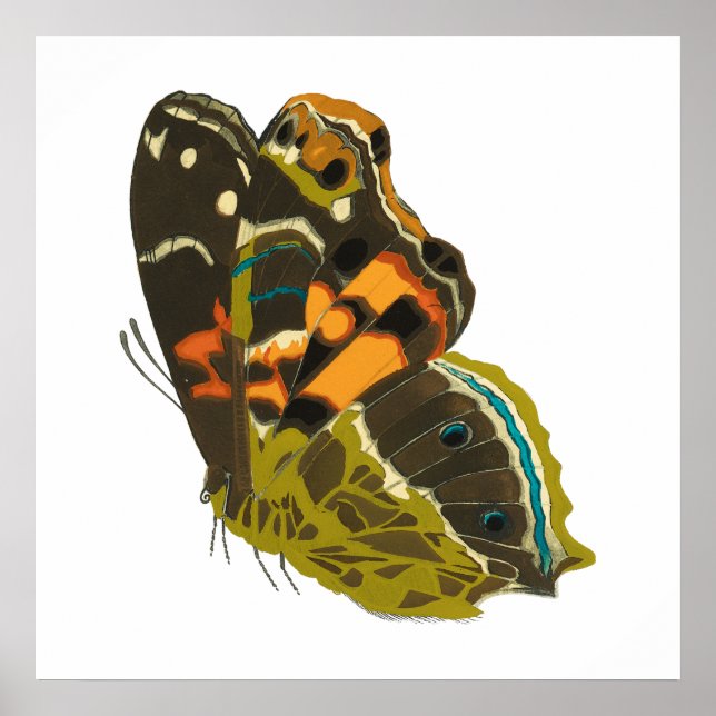 Poster Borboleta exótica de vintage 5 (Frente)