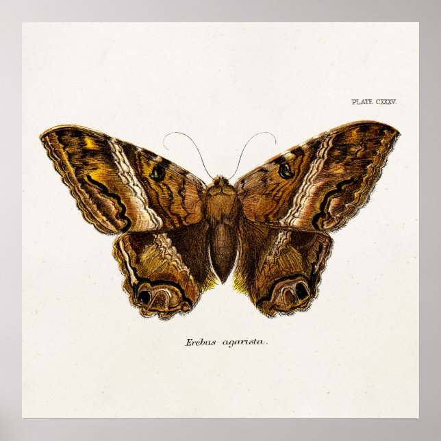 Pôster Borboleta Felpudo marrom dos anos 1800 (Frente)
