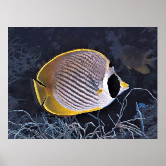 Poster Borboleta filipina (Frente)