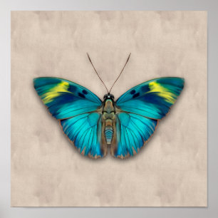 Poster Borboleta Florestal Generalizada
