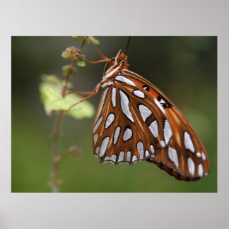 Poster Borboleta Flórida do Golfo Passiva Laranja Detecta