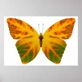 Pôster Borboleta Folha de Aspen 1