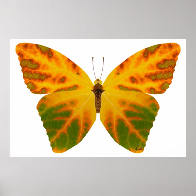 Pôster Borboleta Folha de Aspen 1 (Frente)