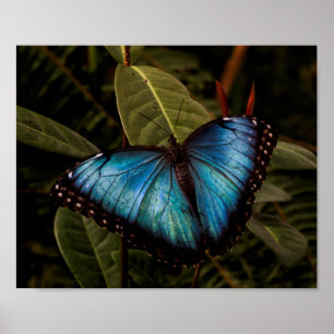 Pôster Borboleta grande, linda, azul