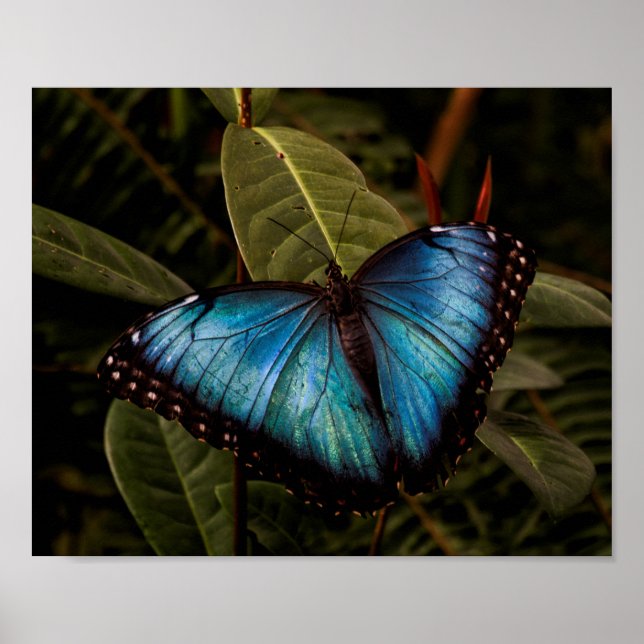 Pôster Borboleta grande, linda, azul (Frente)
